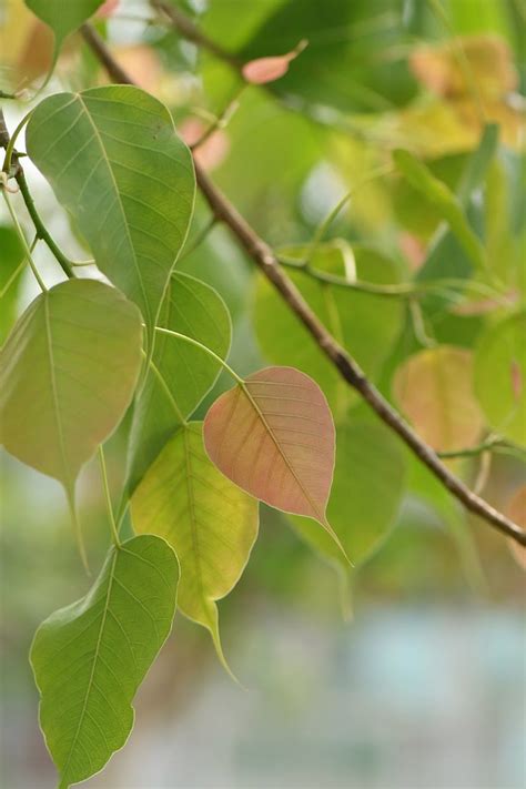 菩提樹種植